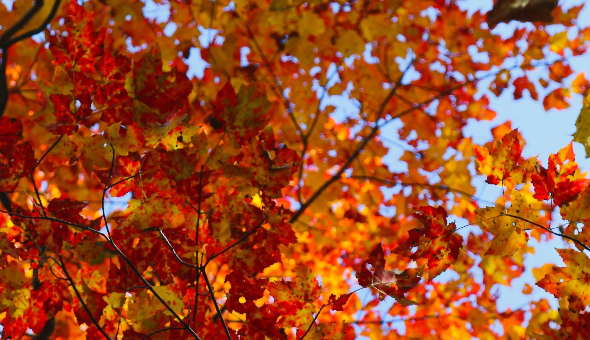 Hinsdale Historical Society